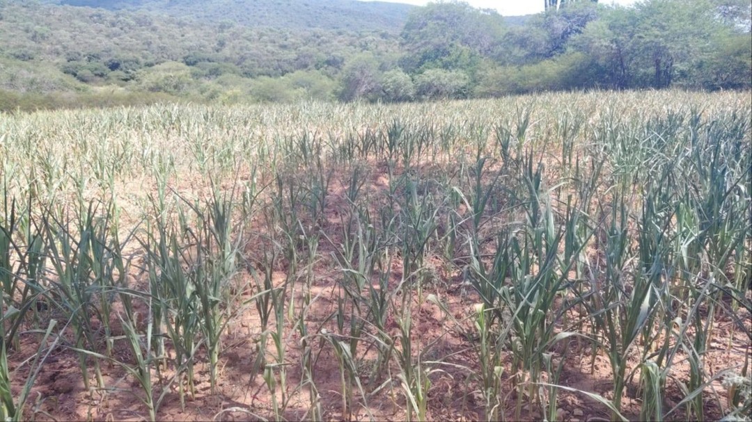 Sequía afecta a cultivos de maíz en los valles- Sequía afecta a cultivos de maíz en los valles