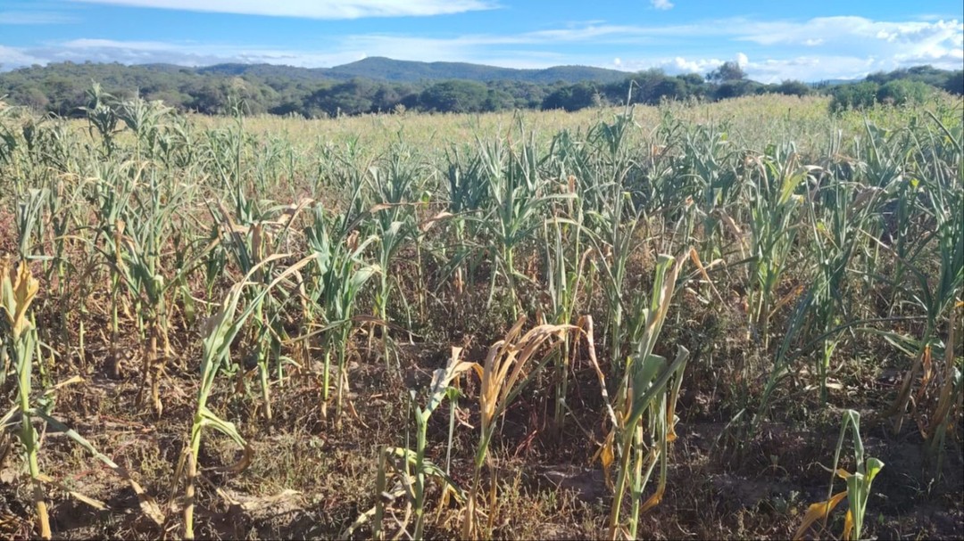 Sequía afecta a cultivos de maíz en los valles- Sequía afecta a cultivos de maíz en los valles