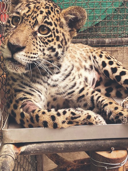 Senda Verde: El refugio de Shiva y de otros 1.200 animales silvestres que sobrevivieron a la violencia- Senda Verde: El refugio de Shiva y de otros 1.200 animales silvestres que sobrevivieron a la violencia
