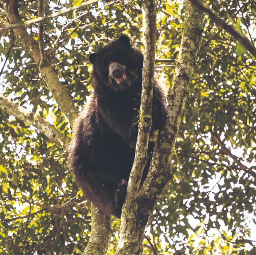 Senda Verde: El refugio de Shiva y de otros 1.200 animales silvestres que sobrevivieron a la violencia