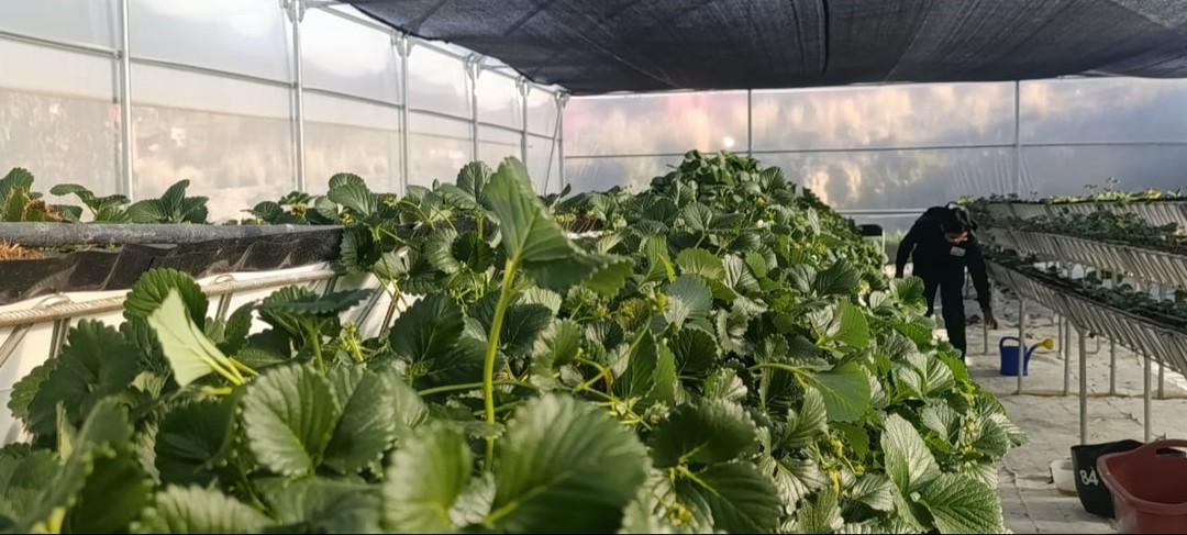 Orkídea Andina busca en el altiplano un nuevo polo agrícola con tecnología