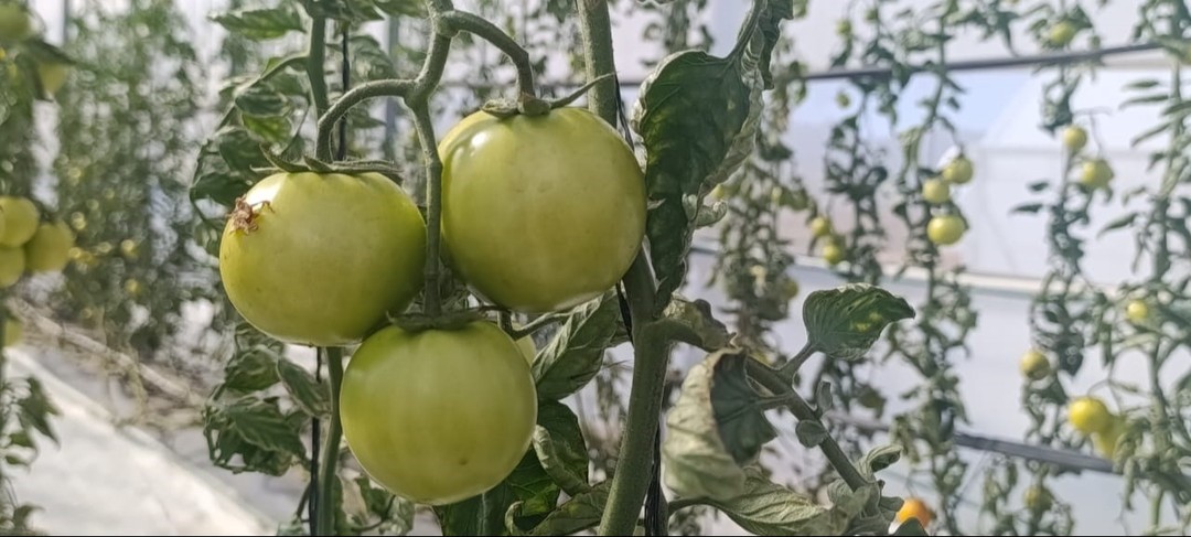 Orkídea Andina busca en el altiplano un nuevo polo agrícola con tecnología