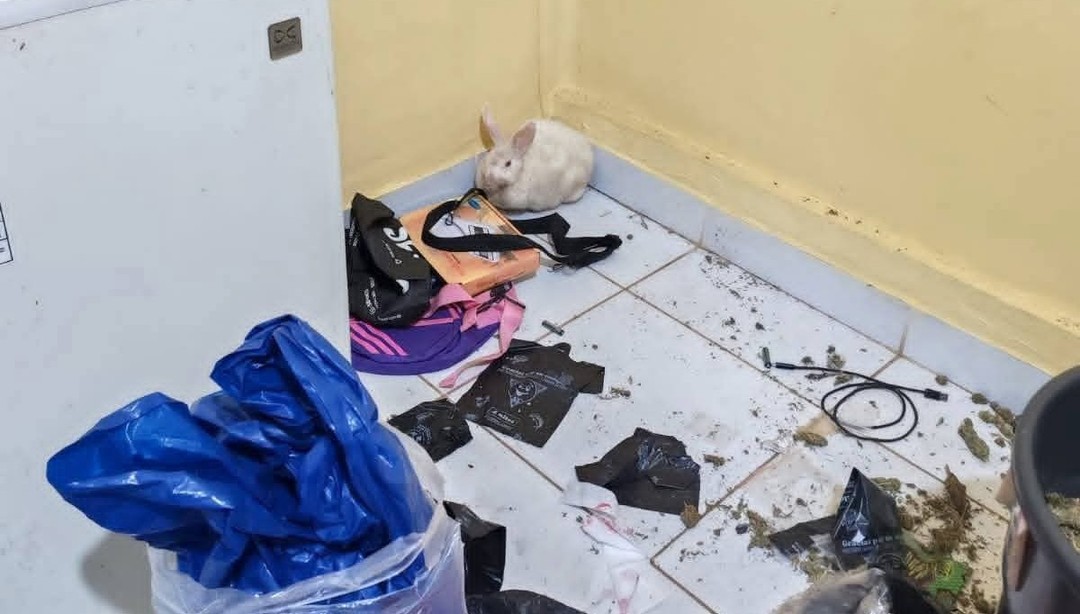 Rescatan a una conejita que consumía marihuana en una casa en Tarija - Rescatan a una conejita que consumía marihuana en una casa en Tarija