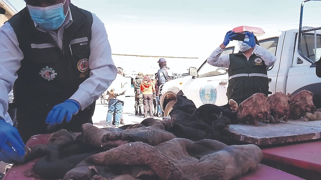 Hallazgo de restos de perros y burros activa controles de embutidos en dos ciudades