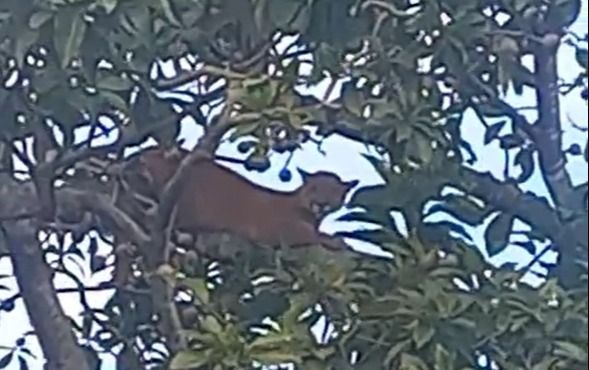 Alerta en San José de Chiquitos: avistan un puma en plena área urbana- Alerta en San José de Chiquitos: avistan un puma en plena área urbana