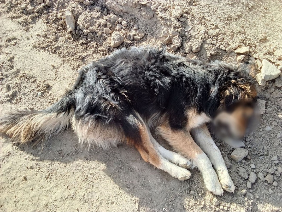 Hallan a un perrito sin vida en Uyuni; reportan que murió congelado 