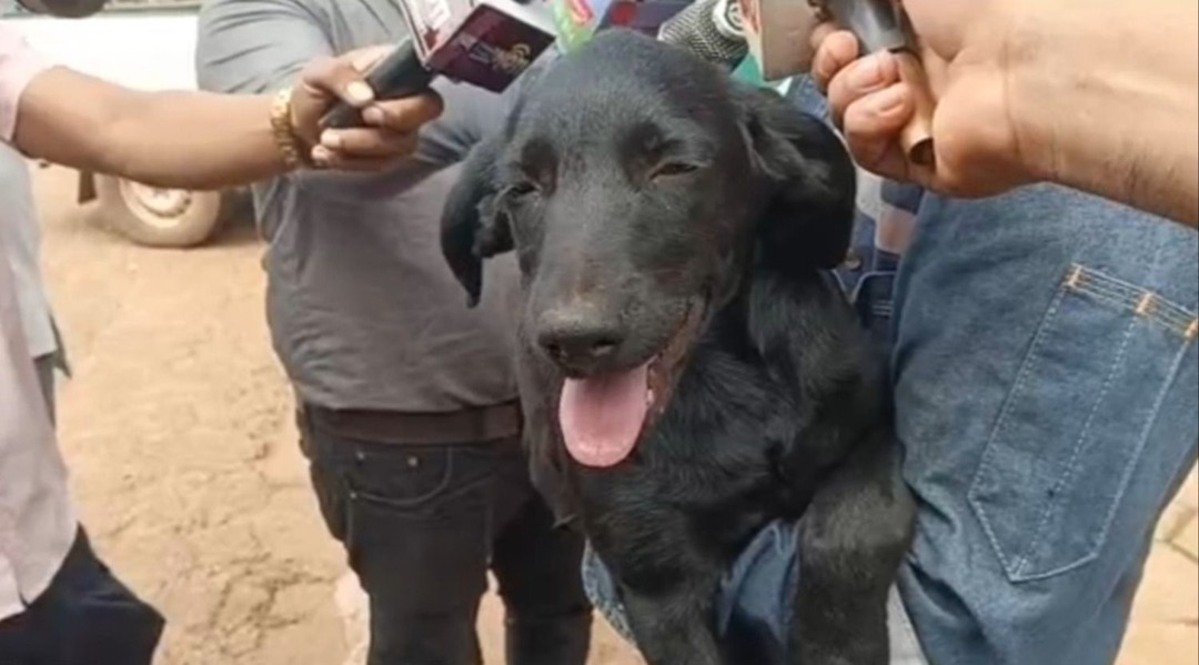 Recuperan a Bruno: denuncia a su vecino por robar a su mascota y venderlo en Bs 50