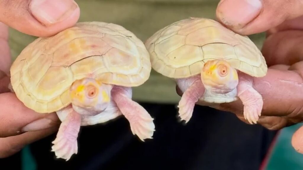 Nacimiento de petas albinas resalta avances en programas de conservación en la Reserva Manuripi