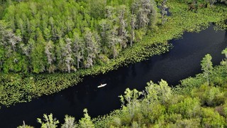Okefenokee, prehistoric freshwater sanctuary in U.S., aspires to be a UNESCO treasure