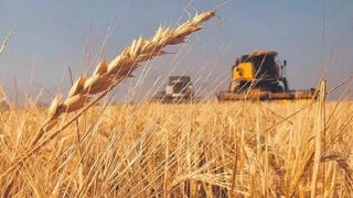 Bolivia's Wheat Production Hits 30-Year Low; Farmers Seek National Plan