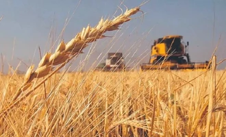 La producción de trigo cae a su nivel más bajo en 30 años; Anapo pide un plan nacional para reactivar el cultivo