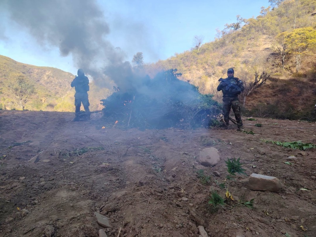 Descubren más de tres toneladas de plantaciones de marihuana en Aiquile