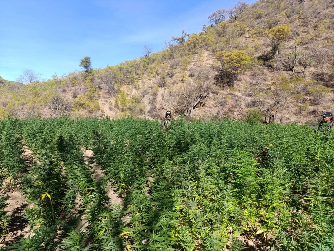 Descubren más de tres toneladas de plantaciones de marihuana en Aiquile