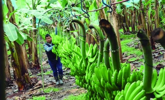 La otra cara del Chapare: 30.000 familias exportan banana y generan divisas