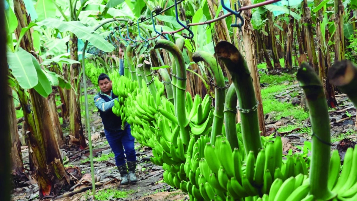 La otra cara del Chapare: 30.000 familias exportan banana y generan divisas