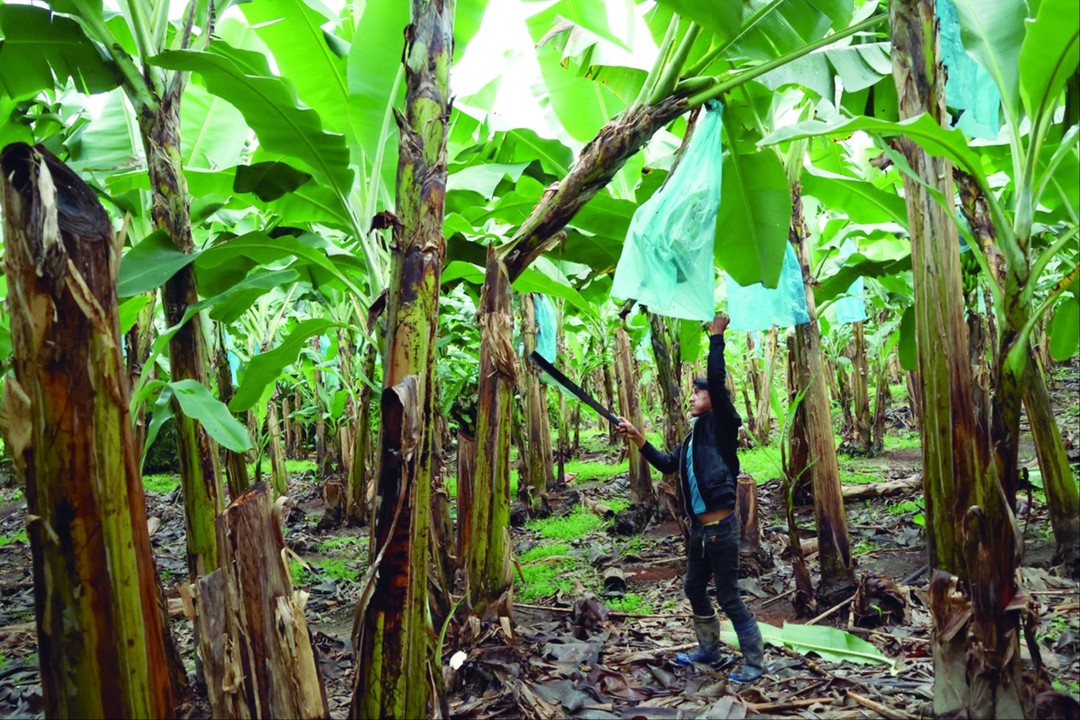 La otra cara del Chapare: 30.000 familias exportan banana y generan divisas