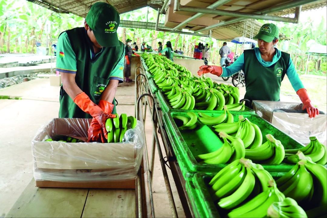 La otra cara del Chapare: 30.000 familias exportan banana y generan divisas