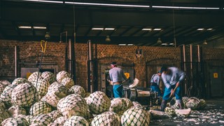 Mexico produces 302 million liters of tequila, seeks new international markets